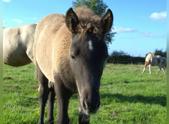 Islandpferd, Hengst, Fohlen (07/2026), Rappe