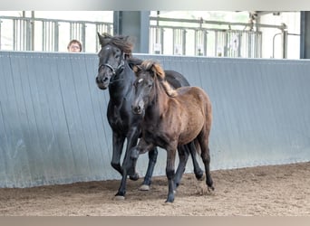 Islandpferd, Hengst, Fohlen (03/2026), Rappe