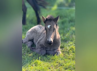 Islandpferd, Hengst, Fohlen (03/2026), Rappe