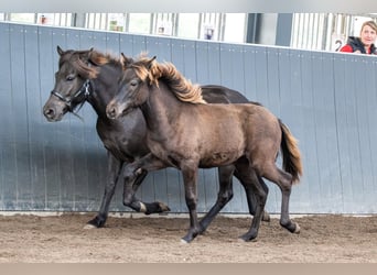 Islandpferd, Hengst, Fohlen (01/2026), Rappe