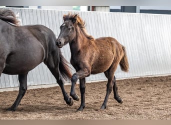 Islandpferd, Hengst, Fohlen (03/2026), Rappe