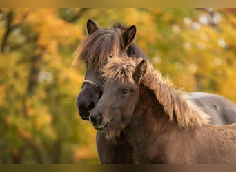 Islandpferd, Hengst, Fohlen (05/2025), Rappe