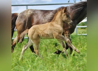 Islandpferd, Hengst, Fohlen (04/2026), Roan-Blue