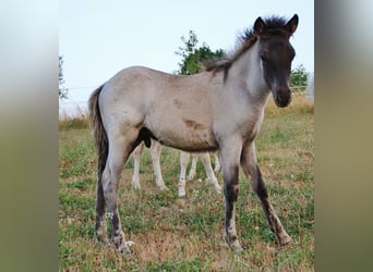 Islandpferd, Hengst, Fohlen (04/2026), Roan-Blue