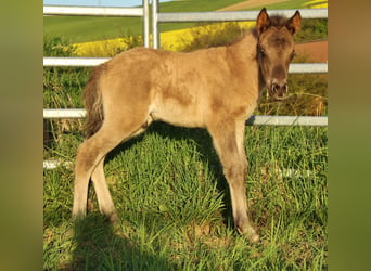 Islandpferd, Hengst, Fohlen (04/2026), Roan-Blue