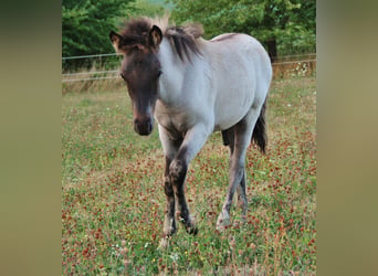 Islandpferd, Hengst, Fohlen (04/2026), Roan-Blue