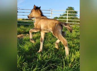Islandpferd, Hengst, Fohlen (04/2026), Roan-Blue