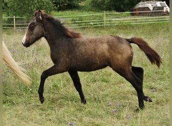 Islandpferd, Hengst, Fohlen (05/2023), Schimmel