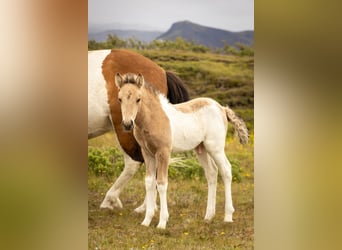 Islandpferd, Hengst, , Tobiano-alle-Farben