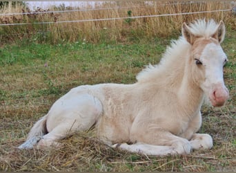 Islandpferd, Hengst, Fohlen (05/2026), White