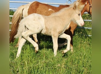 Islandpferd, Hengst, Fohlen (05/2026), White