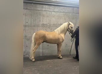 Islandpferd, Hengst, 6 Jahre, 145 cm, Palomino