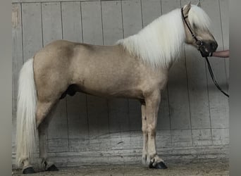 Islandpferd, Hengst, 17 Jahre, 147 cm, Palomino