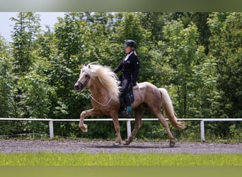 Islandpferd, Hengst, 17 Jahre, 147 cm, Palomino