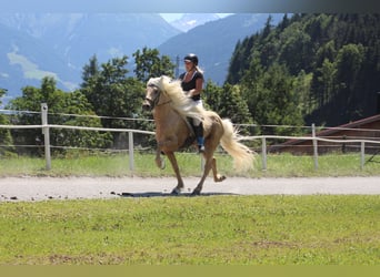 Islandpferd, Hengst, 17 Jahre, 147 cm, Palomino