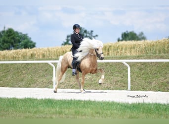 Islandpferd, Hengst, 17 Jahre, 147 cm, Palomino