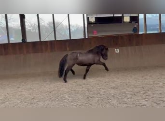 Islandpferd, Hengst, 3 Jahre, 142 cm, Rappe