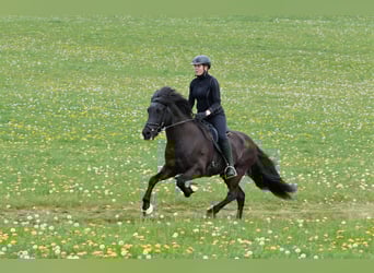 Islandpferd, Hengst, 21 Jahre, 142 cm, Rappe