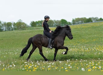 Islandpferd, Hengst, 21 Jahre, 142 cm, Rappe