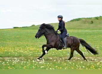 Islandpferd, Hengst, 21 Jahre, 142 cm, Rappe