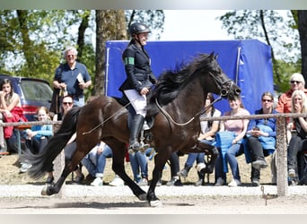 Islandpferd, Hengst, 21 Jahre, 142 cm, Rappe