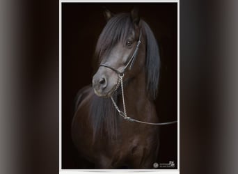 Islandpferd, Hengst, 21 Jahre, 142 cm, Rappe