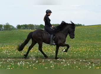 Islandpferd, Hengst, 21 Jahre, 142 cm, Rappe