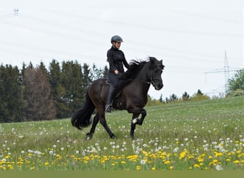 Islandpferd, Hengst, 21 Jahre, 142 cm, Rappe