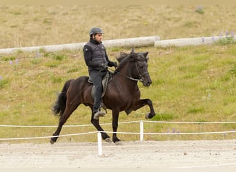 Islandpferd, Hengst, 7 Jahre, 143 cm, Rappe