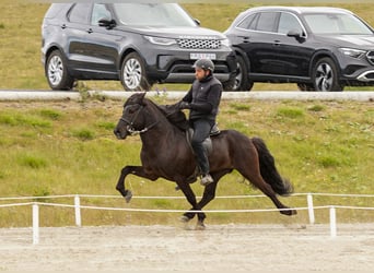 Islandpferd, Hengst, 7 Jahre, 143 cm, Rappe