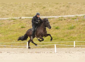 Islandpferd, Hengst, 7 Jahre, 143 cm, Rappe