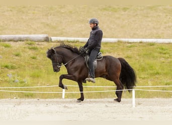 Islandpferd, Hengst, 7 Jahre, 143 cm, Rappe