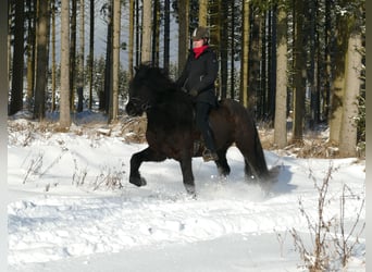Islandpferd, Hengst, 7 Jahre, 147 cm, Rappe