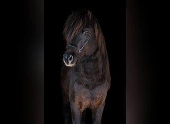 Islandpferd, Hengst, 7 Jahre, 147 cm, Rappe