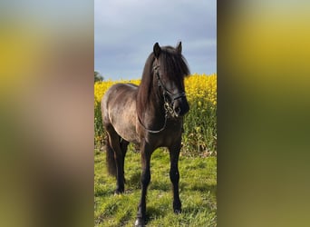 Islandpferd, Hengst, 4 Jahre, 142 cm, Rappe