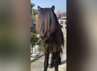 Islandpferd, Hengst, 10 Jahre, 150 cm, Rappe