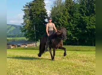 Islandpferd, Hengst, 8 Jahre, 142 cm, Rappe
