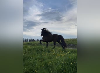 Islandpferd, Hengst, 8 Jahre, 142 cm, Rappe