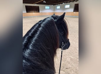 Islandpferd, Hengst, 8 Jahre, 142 cm, Rappe