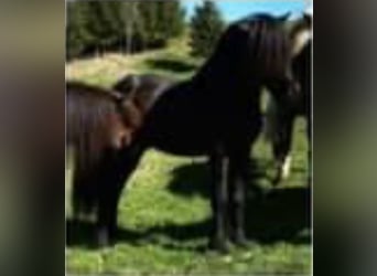 Islandpferd, Hengst, 8 Jahre, 142 cm, Rappe