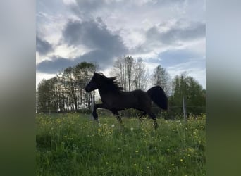Islandpferd, Hengst, 8 Jahre, 142 cm, Rappe