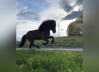 Islandpferd, Hengst, 8 Jahre, 142 cm, Rappe