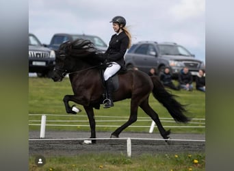 Islandpferd, Hengst, 16 Jahre, 142 cm, Rappe