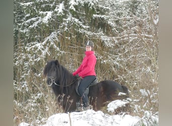 Islandpferd, Hengst, 5 Jahre, 148 cm, Rappe