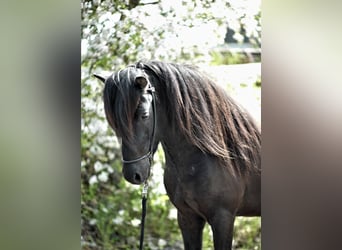 Islandpferd, Hengst, 5 Jahre, 148 cm, Rappe