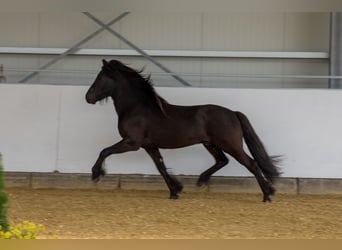 Islandpferd, Hengst, 5 Jahre, 148 cm, Rappe