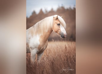 Islandpferd, Hengst, 6 Jahre, 152 cm, Schecke