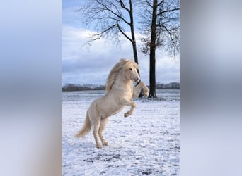 Islandpferd, Hengst, 6 Jahre, 152 cm, Schecke