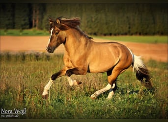 Islandpferd, Hengst, 31 Jahre, 138 cm, Tobiano-alle-Farben