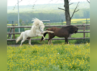 Islandpferd, Hengst, 6 Jahre, 145 cm, White